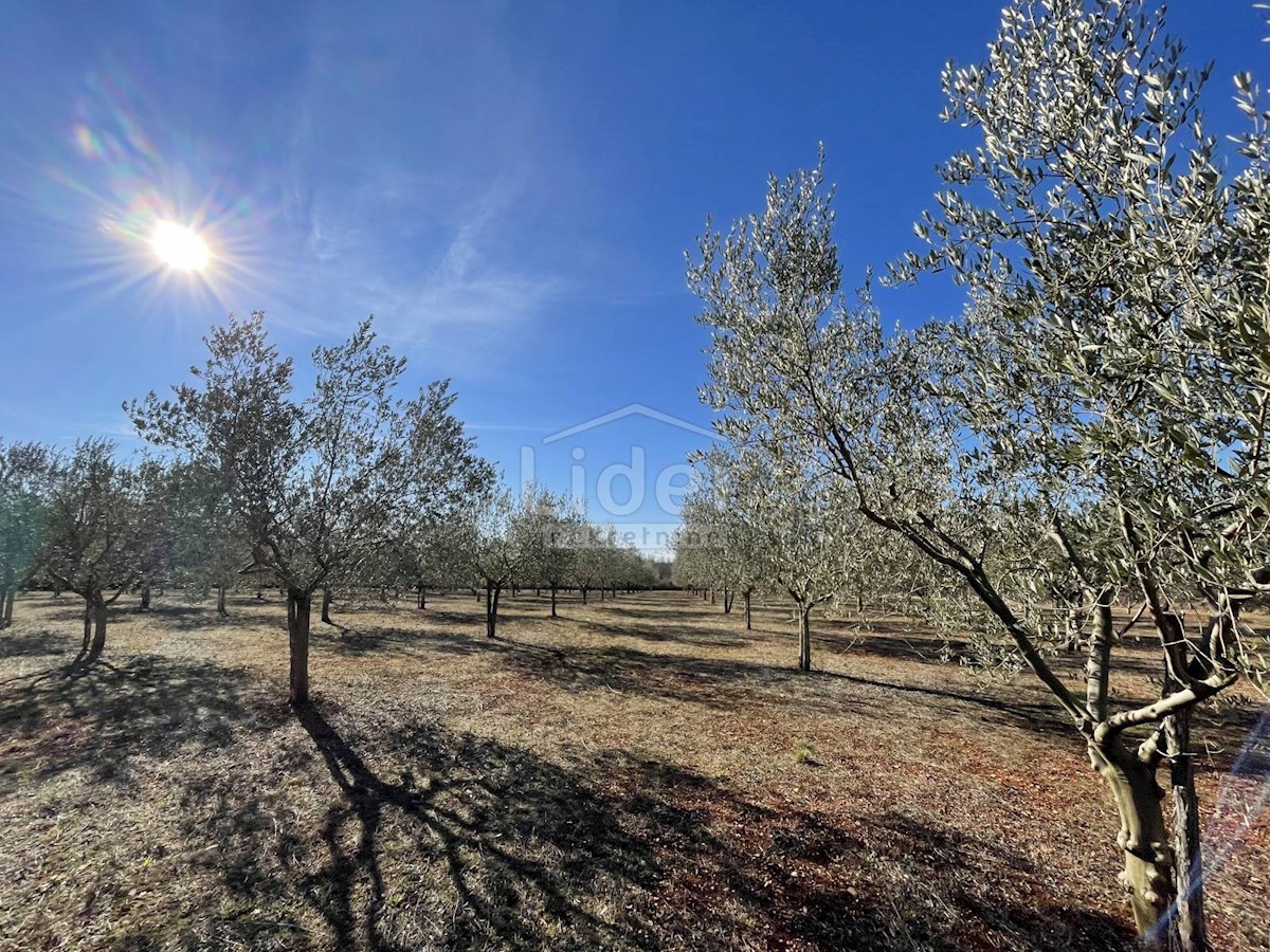 Land For sale - ISTARSKA  KAŠTELIR 