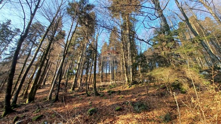 Terrain à vendre 8341 m² – Delnice