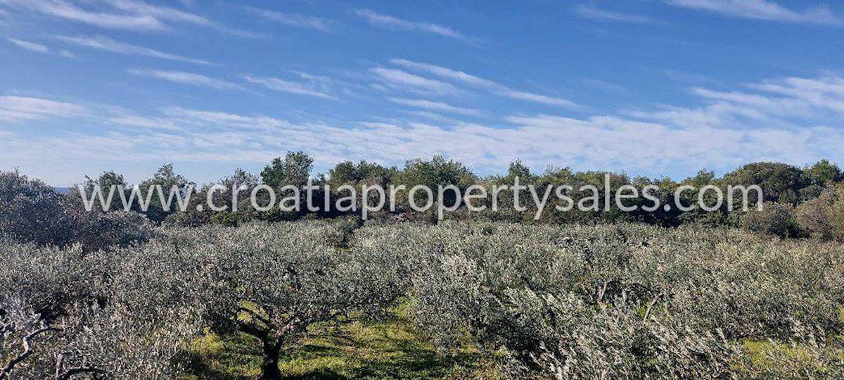 Land For sale - SPLITSKO-DALMATINSKA  VIS 