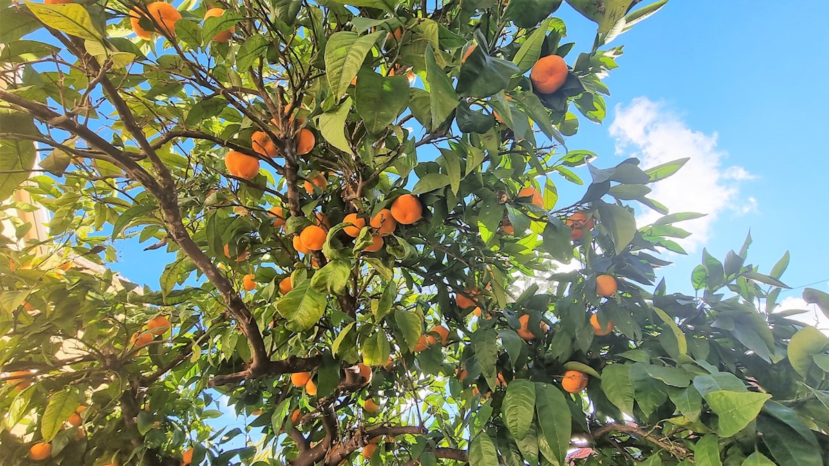 Kuća Na prodaju - SPLITSKO-DALMATINSKA  HVAR 