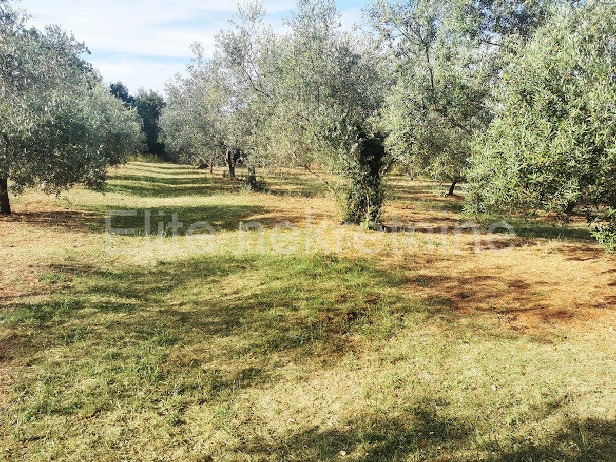 Land For sale - ISTARSKA  MARČANA 