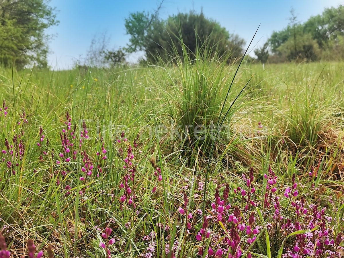 Terreno In vendita - ISTARSKA  MARČANA 