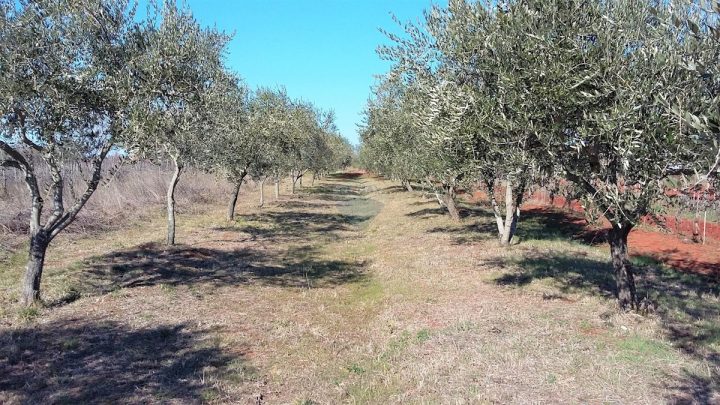 Działka na sprzedaż 2593 m² – Umag