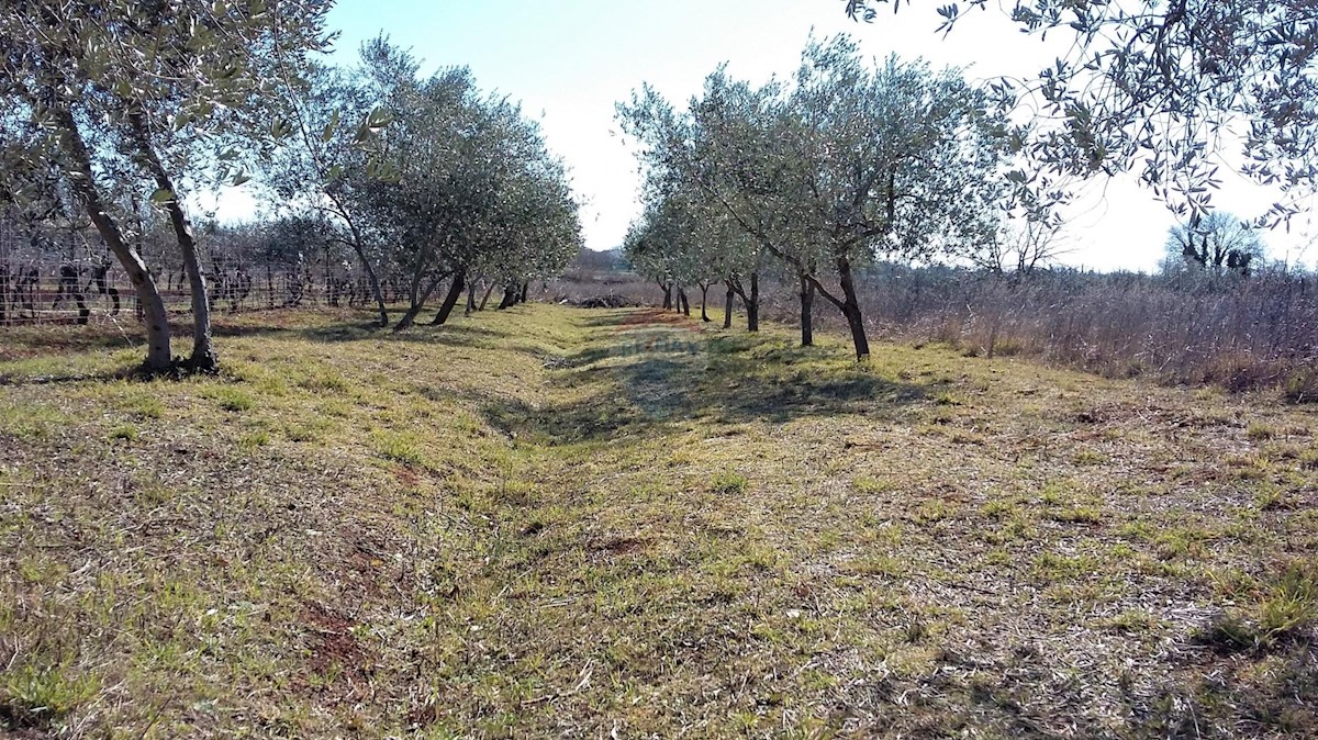 Terrain À vendre - ISTARSKA  UMAG 