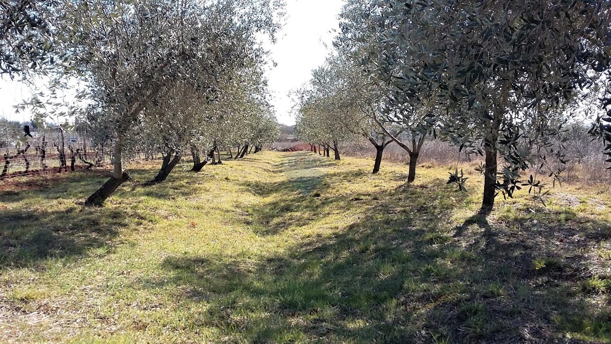 Działka Na sprzedaż - ISTARSKA  Umag