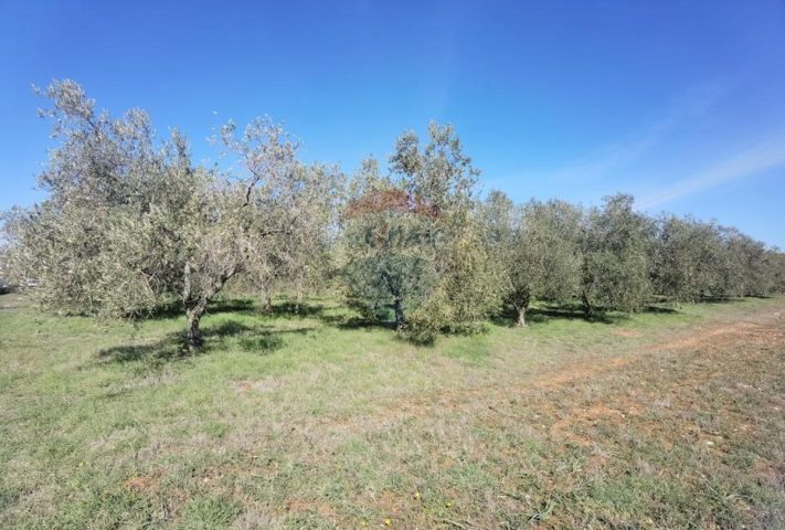 Terreno In vendita - Istarska Vodnjan - foto 2/3