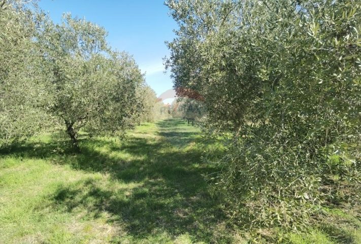 Terreno In vendita - Istarska Vodnjan - foto 3/3