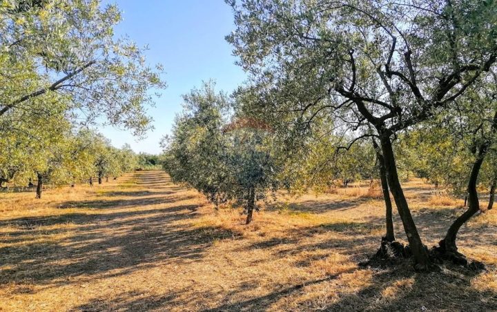 Grundstück Zu verkaufen - Istarska Tar-vabriga - foto 2/2