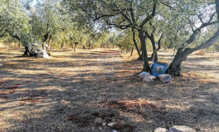 Parcela Naprodaj - Istarska Tar-vabriga - foto 3/3