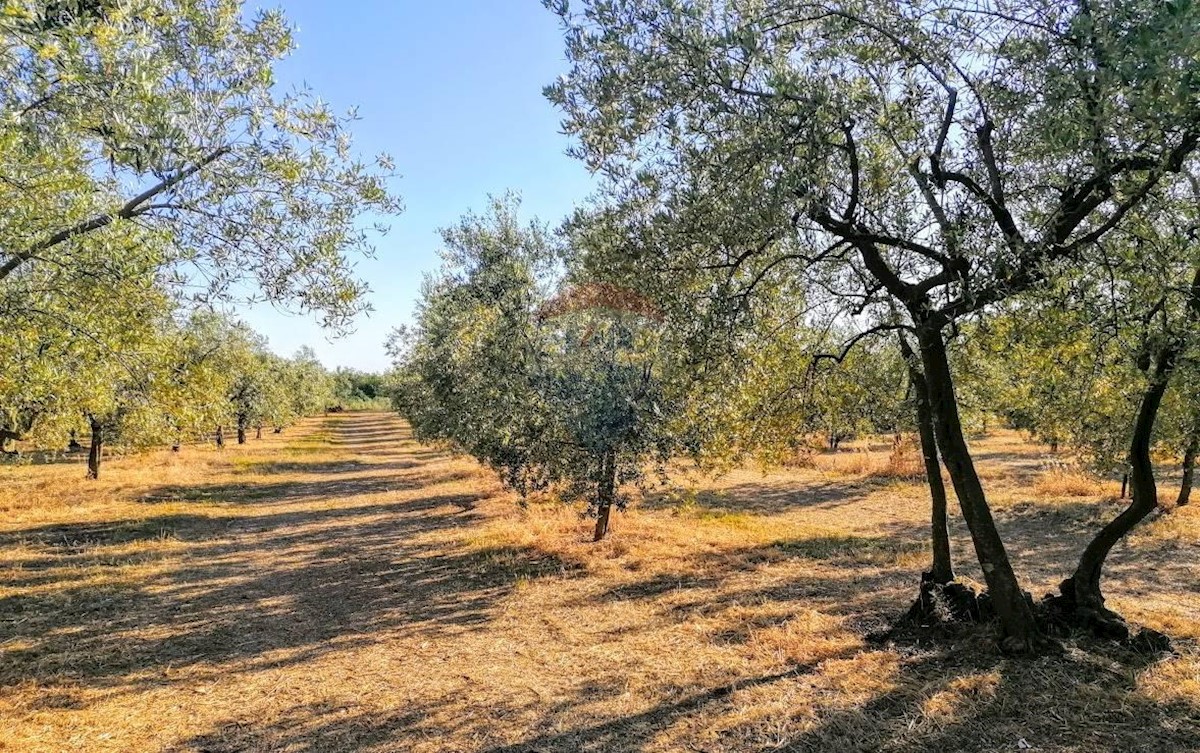 Land For sale - ISTARSKA  TAR-VABRIGA 