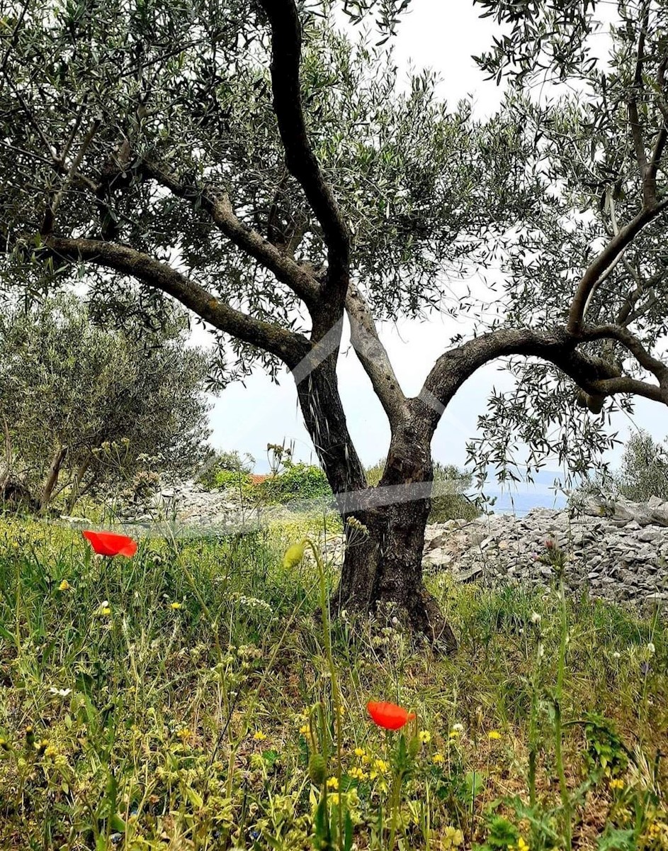 Terreno In vendita ARBANIJA