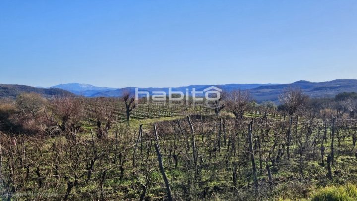 Terreno In vendita - Istarska Grožnjan - foto 4/6