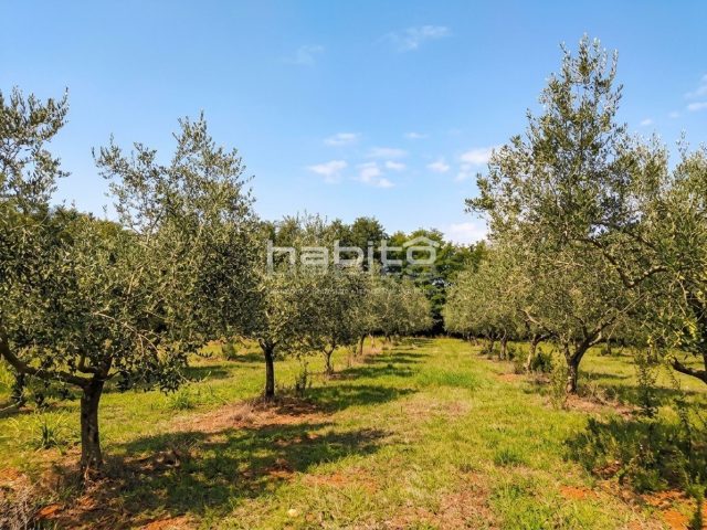 Land for sale 12101 m² – Poreč