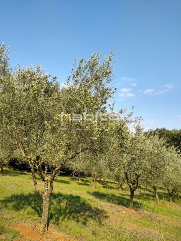 Terreno In vendita - Istarska Poreč - foto 4/5