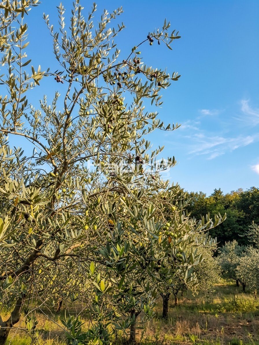 Terreno In vendita - ISTARSKA Poreč