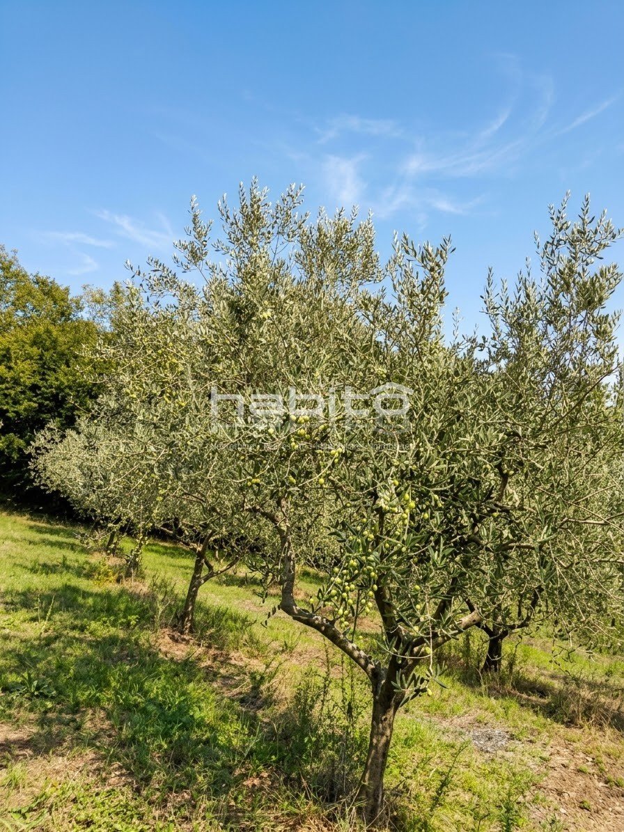 Land For sale - ISTARSKA Poreč