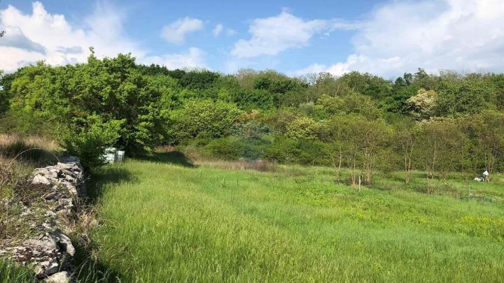 Land For sale - Istarska Tinjan - foto 3/4
