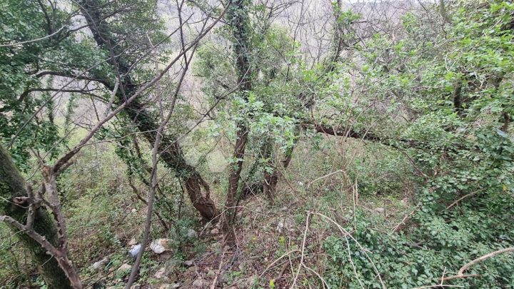 Grundstück zu verkaufen 7124 m² – Draga