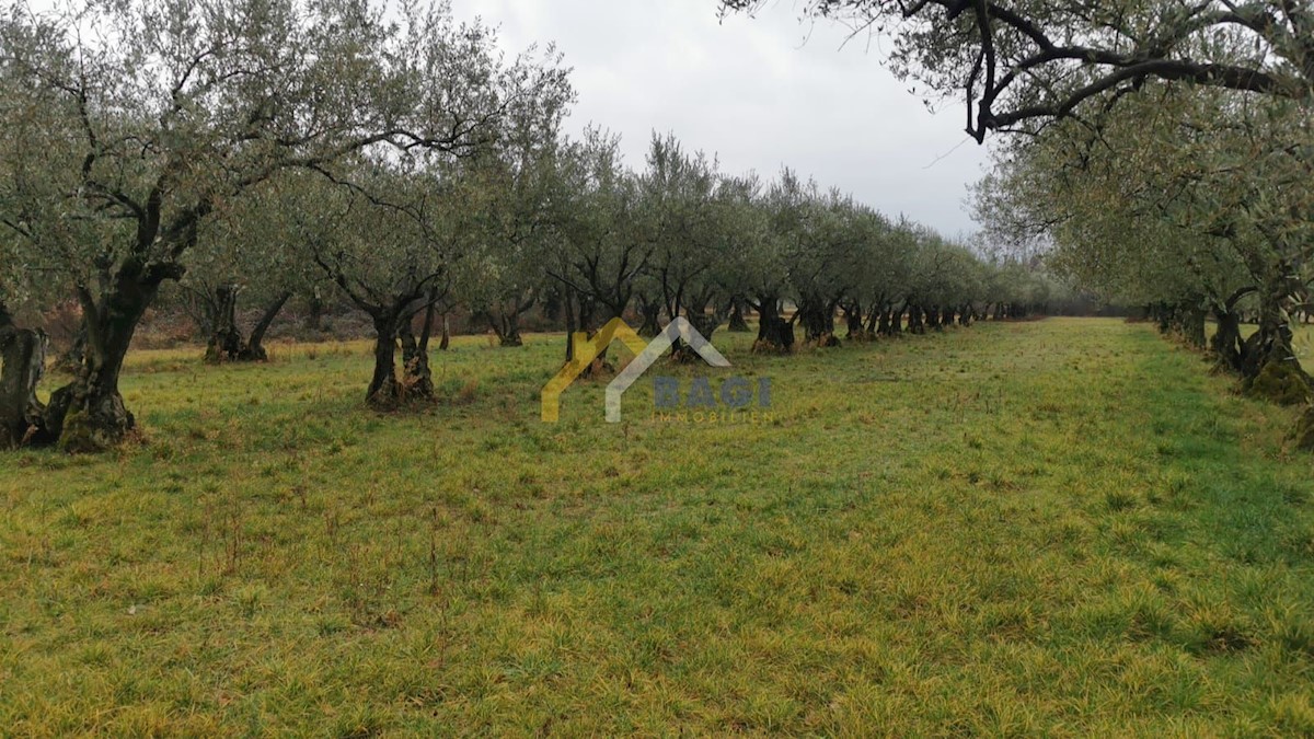 Land For sale - ISTARSKA  UMAG 