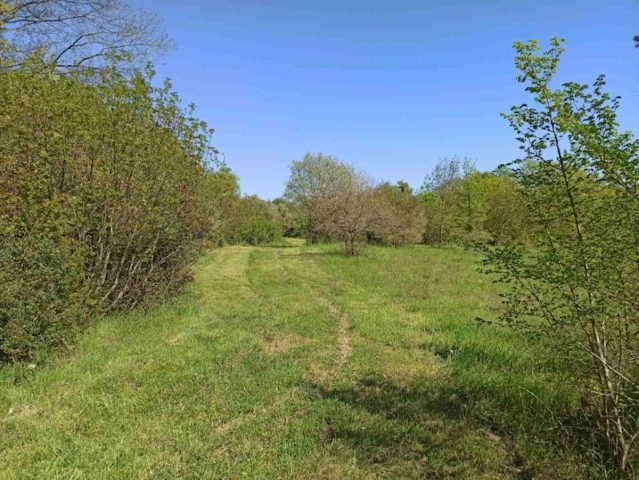 Pozemek na prodej 3600 m² – Pavićini