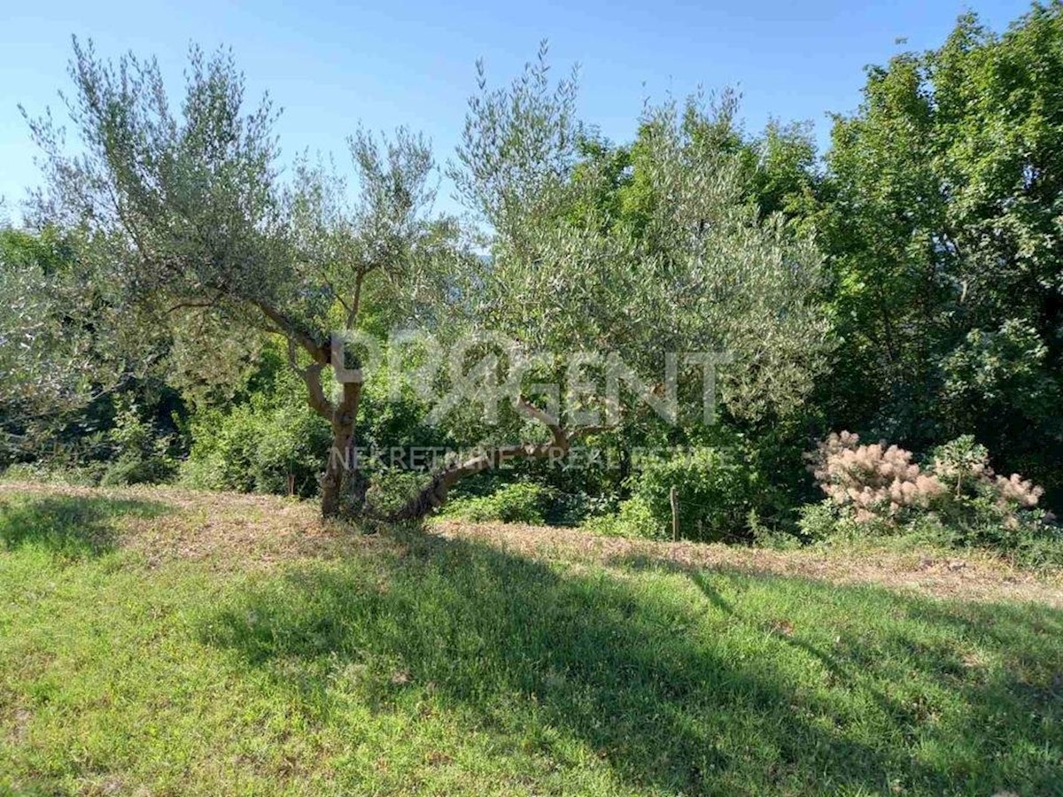 Land For sale - ISTARSKA  BUZET 