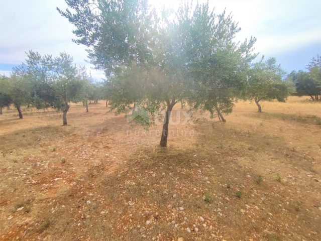 Terreno In vendita - Istarska Vodnjan - foto 3/6