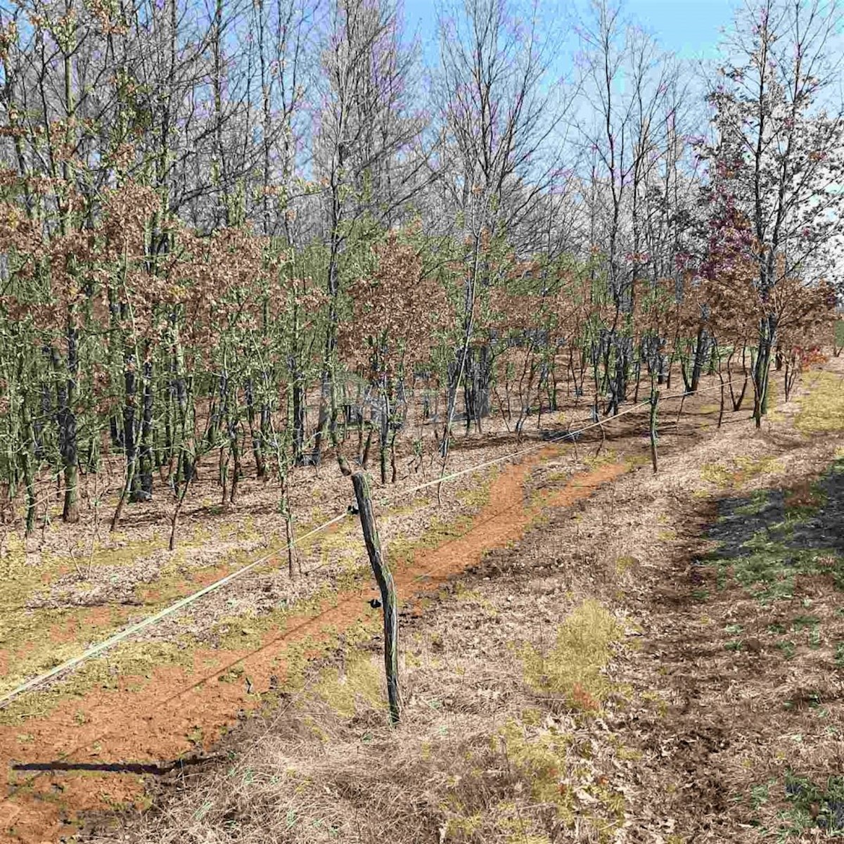 Terreno In vendita - ISTARSKA  GRAČIŠĆE 