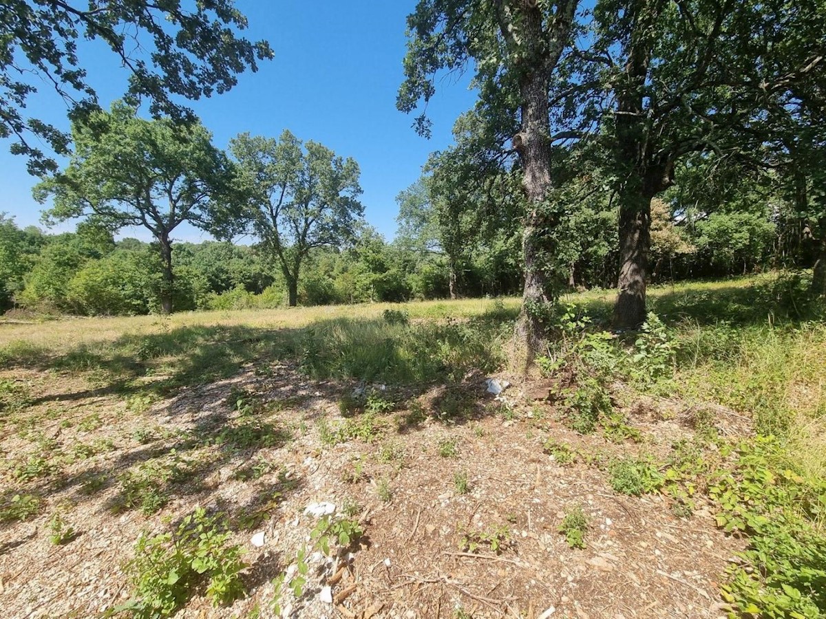 Land For sale - ISTARSKA  SVETI LOVREČ 