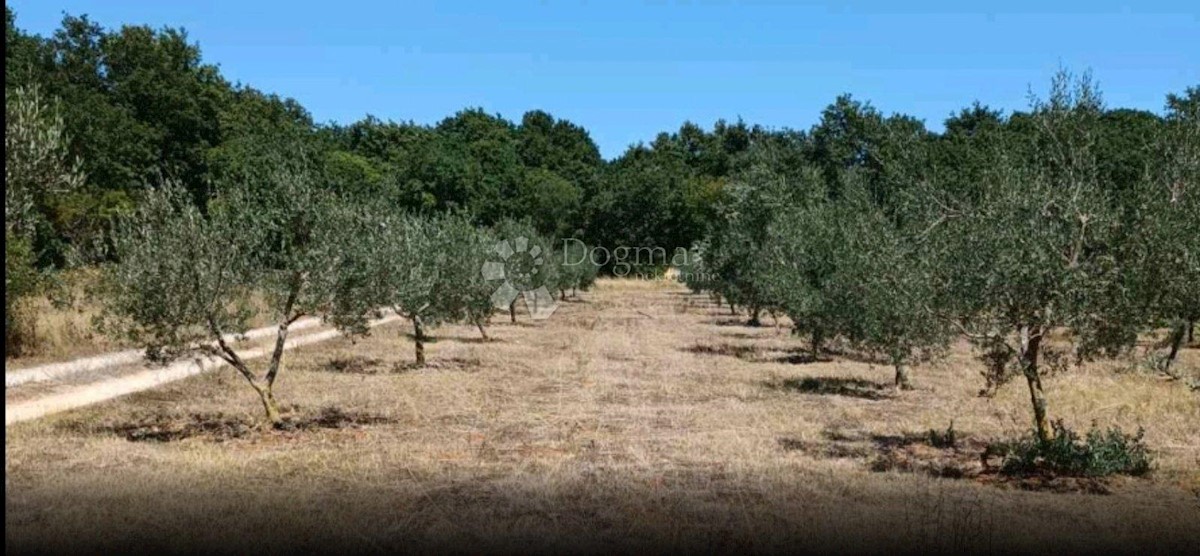 Hiša Na predaj - ISTARSKA  LIŽNJAN 