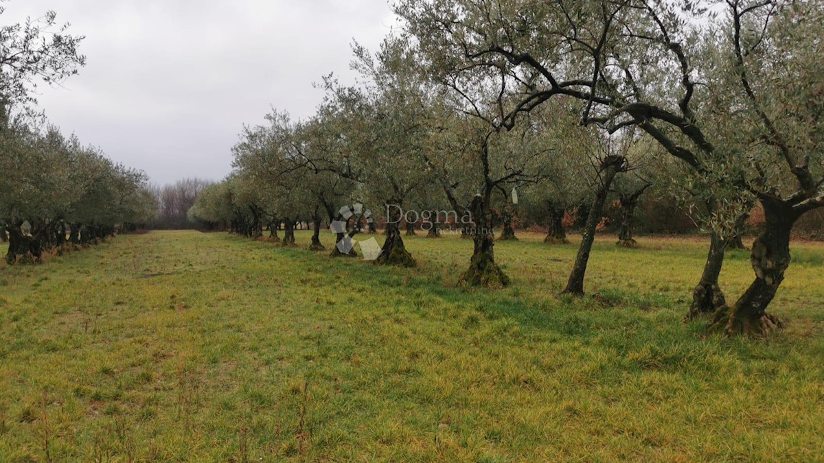 Terreno In vendita - ISTARSKA  UMAG 