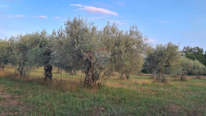 Pozemek Na prodej - Istarska Poreč - foto 5/14