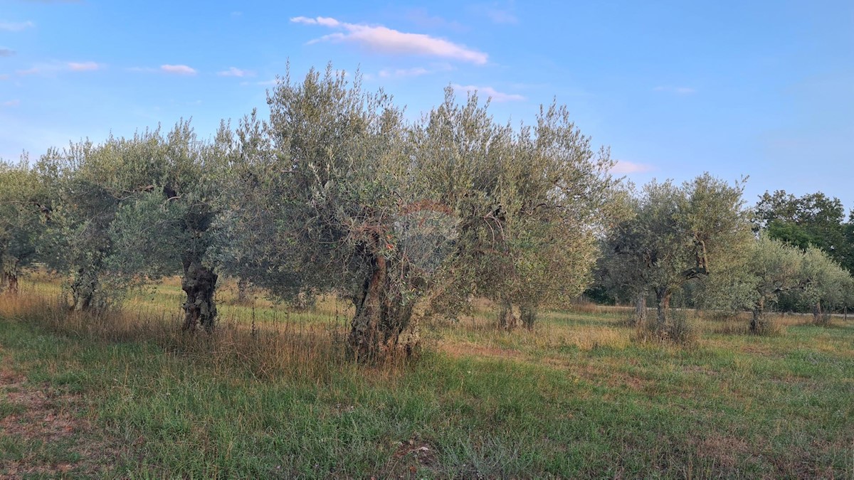 Land For sale - ISTARSKA  POREČ 