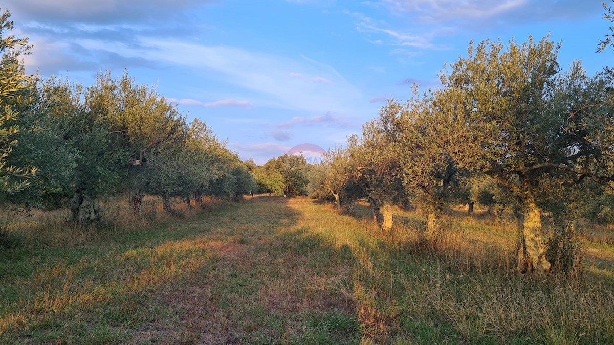 Land For sale - ISTARSKA  POREČ 