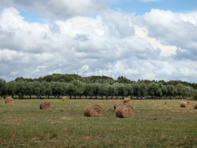 Land for sale 16000 m² – Pula
