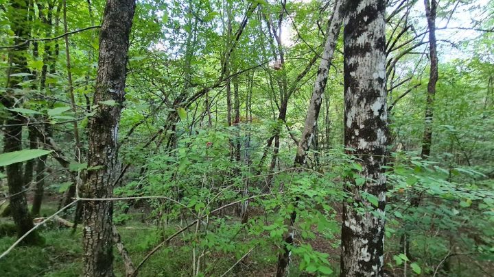 Parcela Naprodaj - Primorsko-goranska Matulji - foto 3/3