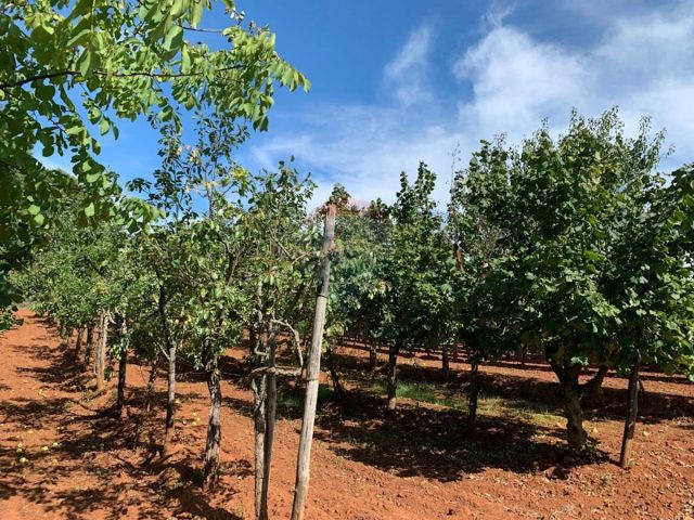 Land for sale 3032 m² – Višnjan