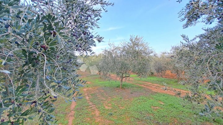 Land for sale 2229 m² – Funtana