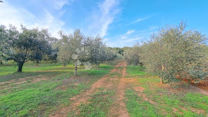 Terrain À vendre - Istarska Funtana - foto 2/4