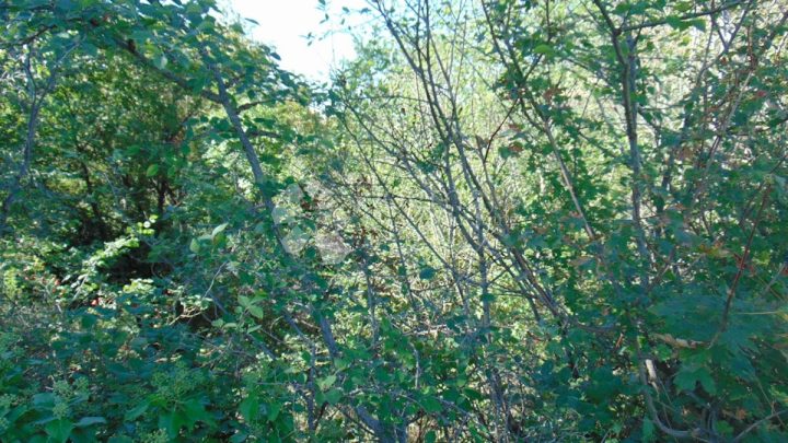 Terreno In vendita - Istarska Marčana - foto 2/4