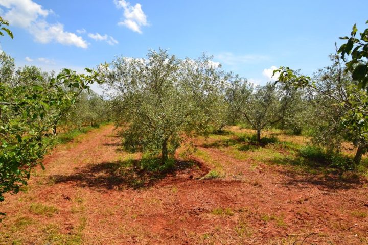 Grundstück Zu verkaufen - Istarska Novigrad - foto 5/6