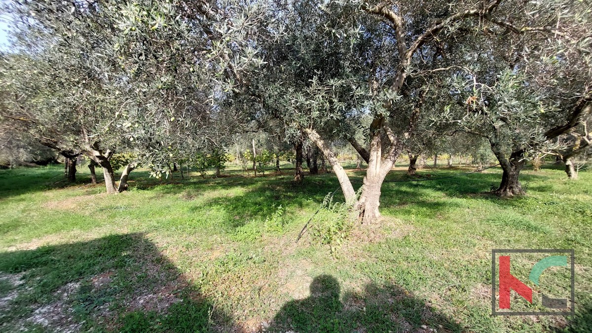 Haus Zu verkaufen - ISTARSKA  ROVINJ 