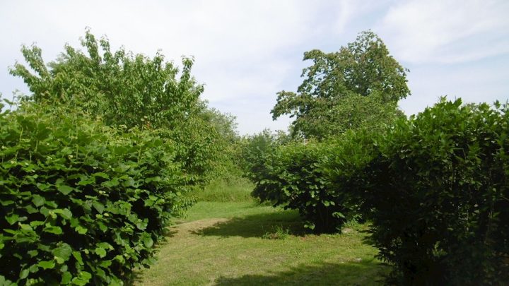 Land for sale 26000 m² – Višnjan