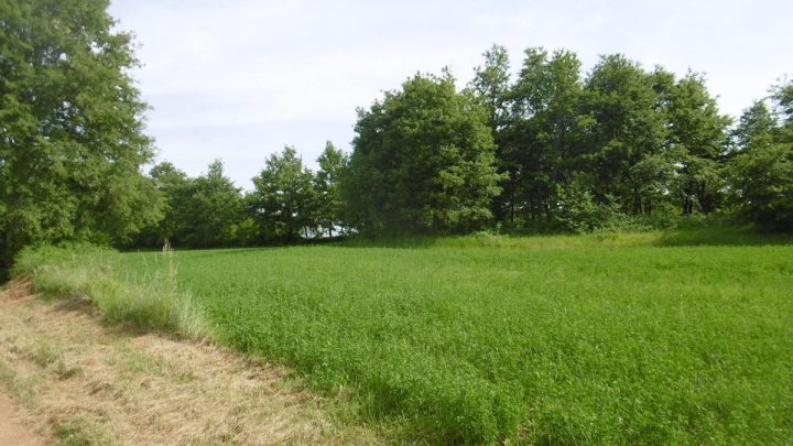 Parcela Na predaj - Istarska Višnjan - foto 3/3