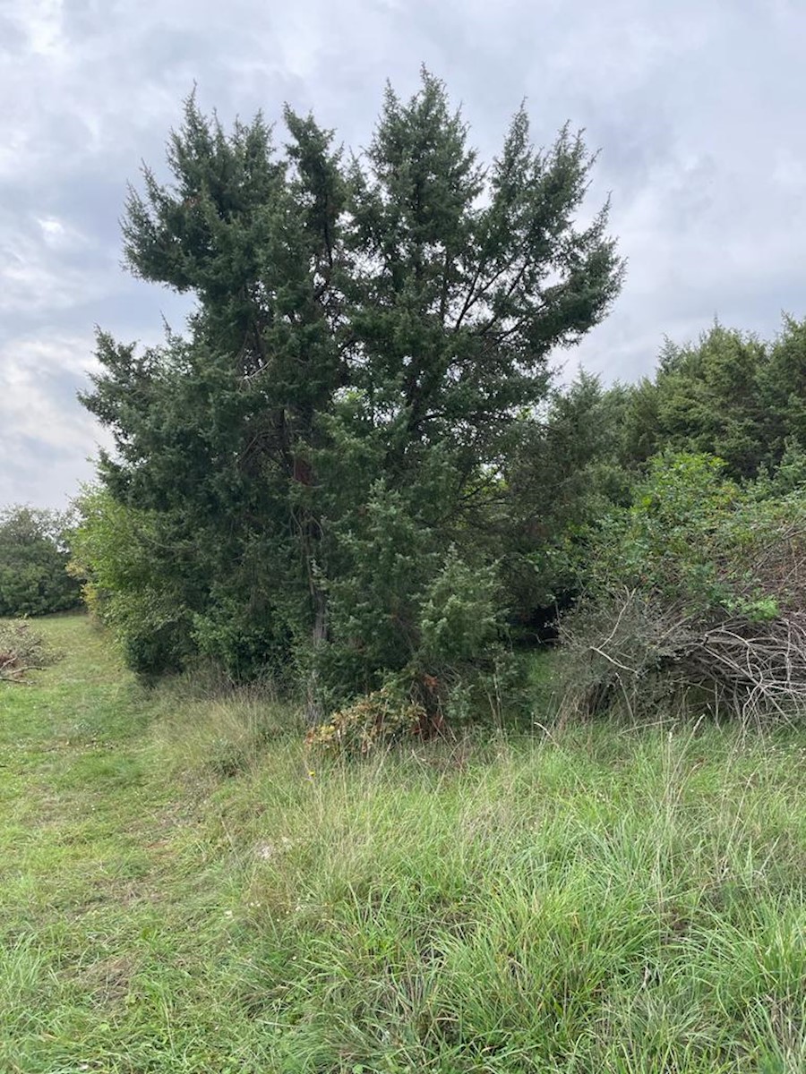 Land For sale - ISTARSKA  MARČANA 