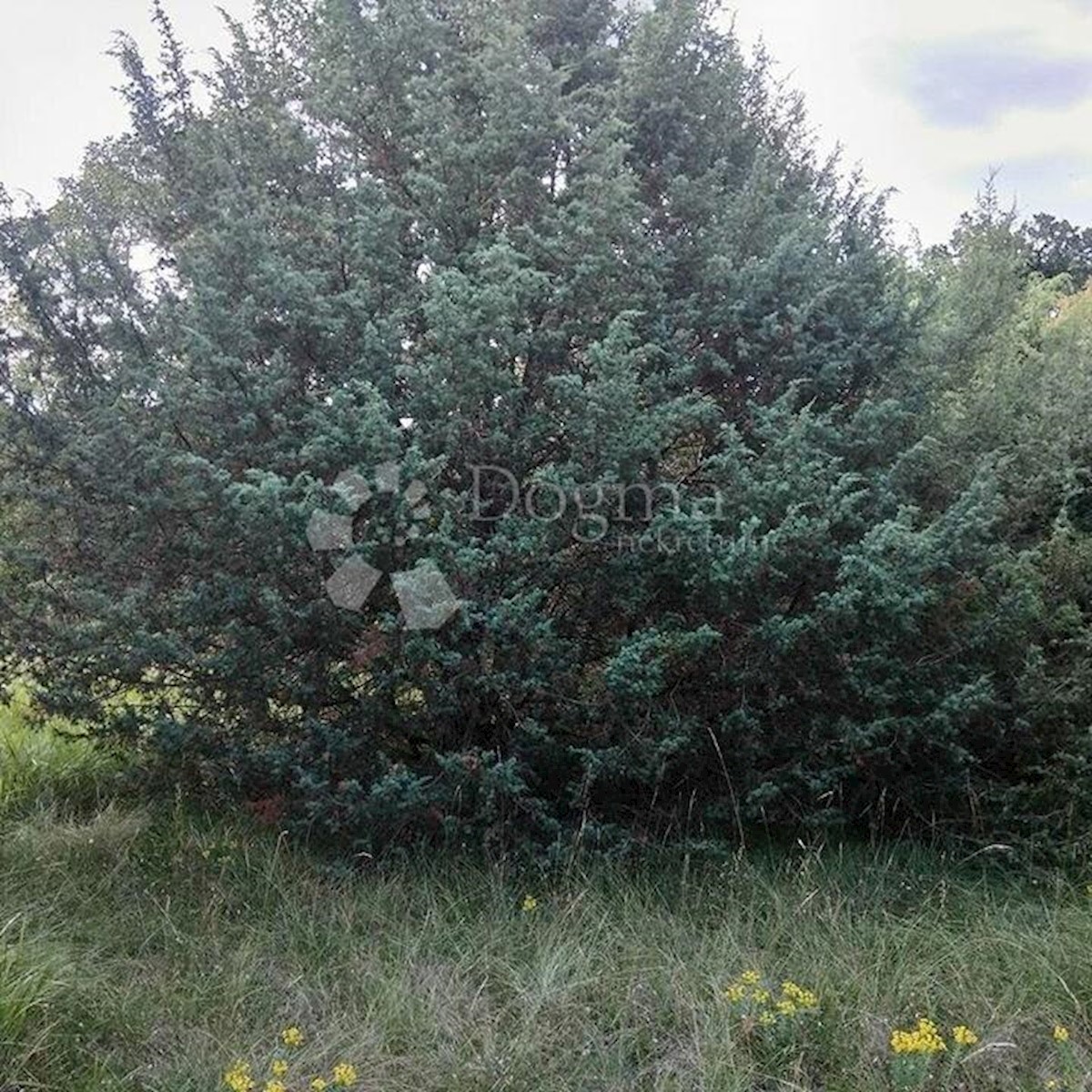 Pozemok Na predaj - ISTARSKA  SVETVINČENAT 