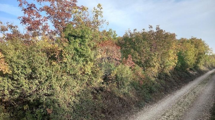 Terreno in vendita 8970 m² – Fažana