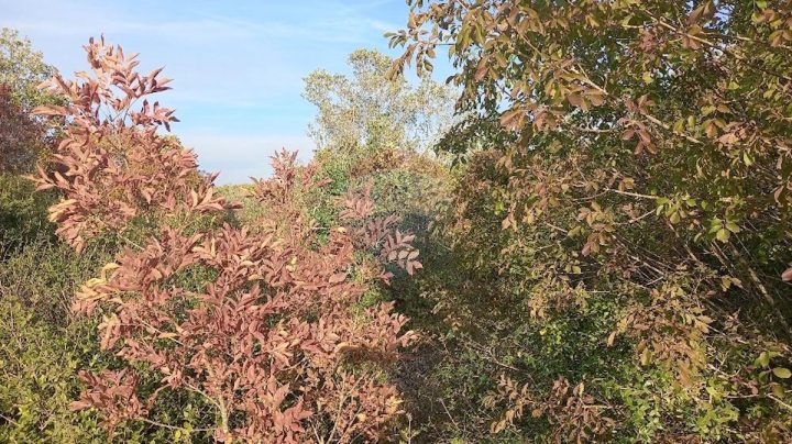 Działka Na sprzedaż - Istarska Fažana - foto 4/8