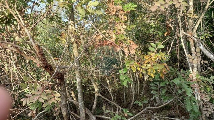 Działka Na sprzedaż - Istarska Fažana - foto 5/8