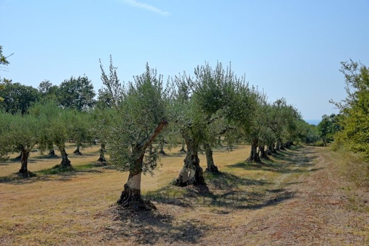 Pozemok Na predaj - Istarska Poreč - foto 3/4