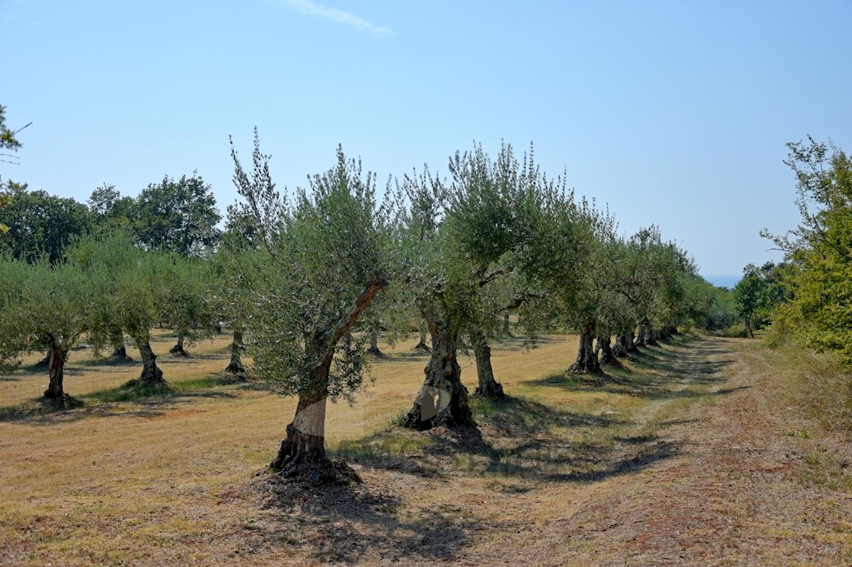 Działka Na sprzedaż - ISTARSKA  POREČ 